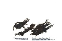 藏品(日本簑苔)的圖片